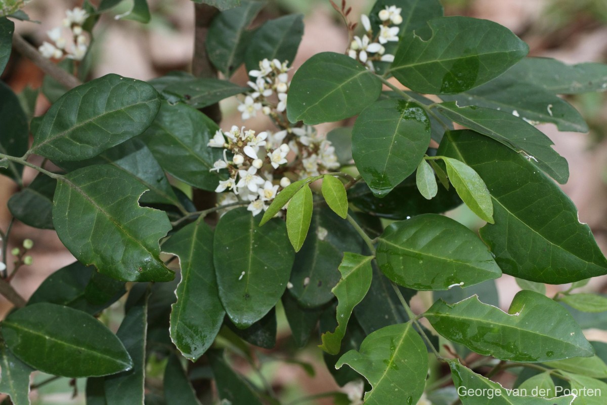 Glycosmis angustifolia Lindl. ex Wight & Arn.